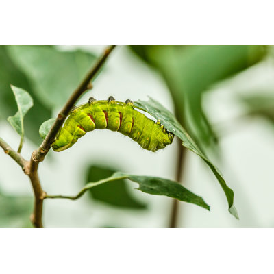 The Big Green Caterpillar On A Leaf by Sinenkiy - Wrapped Canvas Print