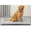 Coussin de caisse pour chien lavable à la machine, tapis de caisse en peluche ultra-doux pour chiens de taille moyenne à grande, coussin antidérapant adapté aux caisses en métal, pour un usage intérieur ou en voyage, 42 par 28 pouces, gris