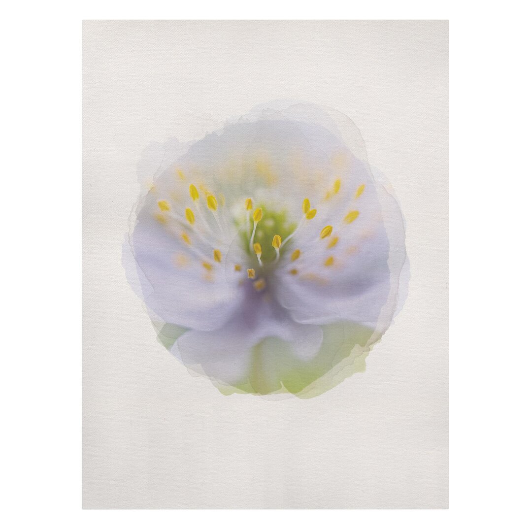 Leinwandbild Aquarell - Anemone Beauty