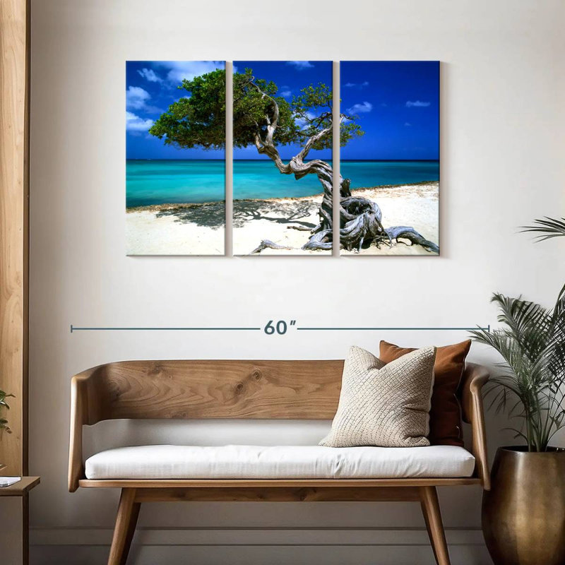 Divi Divi arbre Aruba Petites Antilles, H 28 po x l 45 po