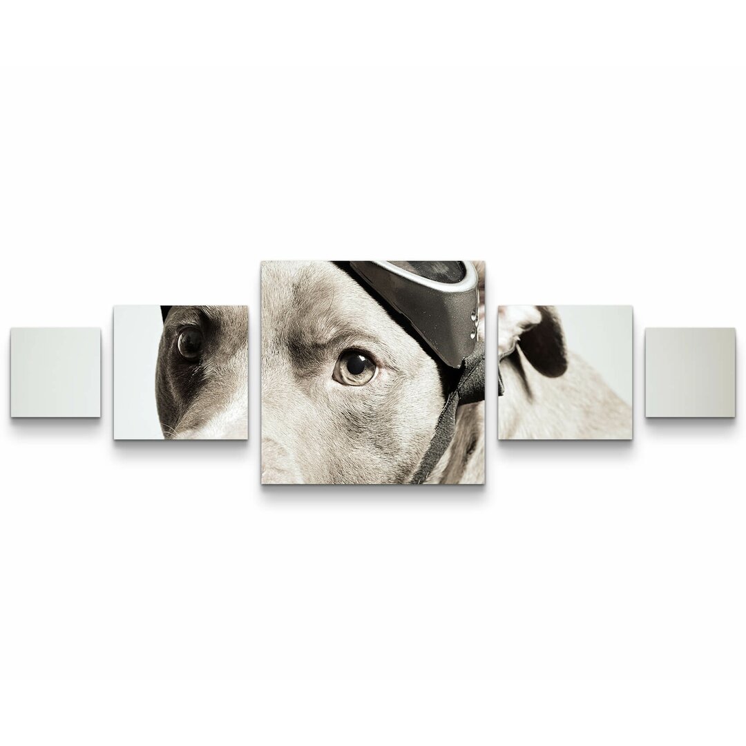 5-tlg. Leinwandbilder-Set Pitbull Portrait mit Pilotenbrille