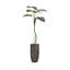 73,25 po plante