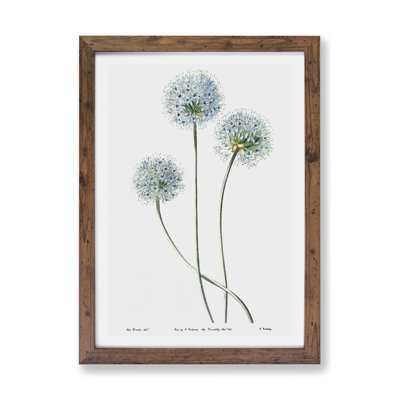 Dandelion Flowers - Framed Print