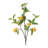 Lemon Fruit Foliage Branch