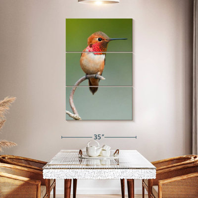 Colibri roux mâle