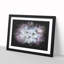 Dandelion Seeds In Blue & Pink Paint Splash - Framed Print-56915604-56915605