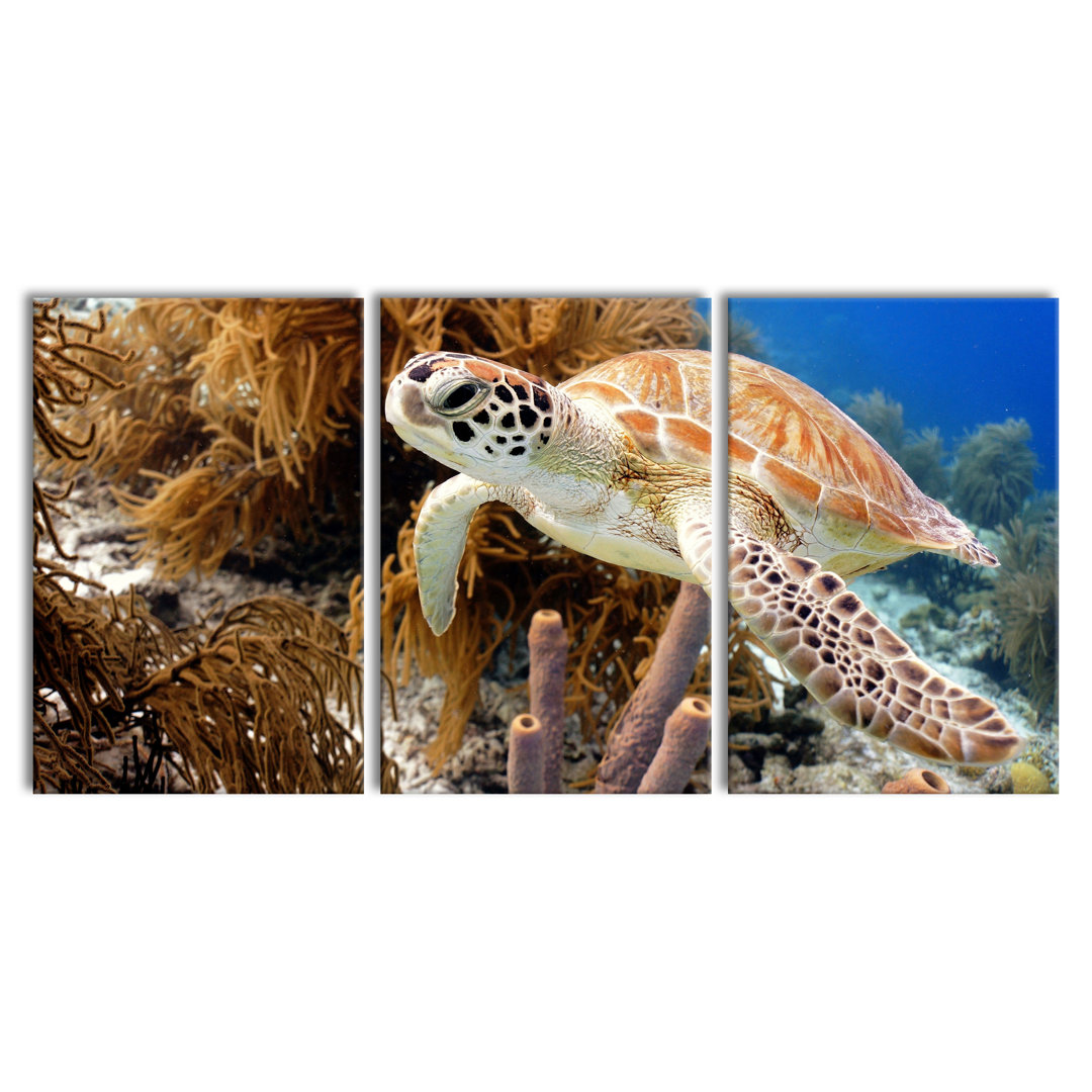 'Sea Turtle' Multi-Piece Image on Canvas