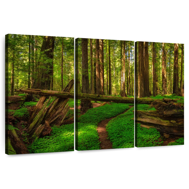 Harnek Scenic Redwood Forest, 36" H x 57" W