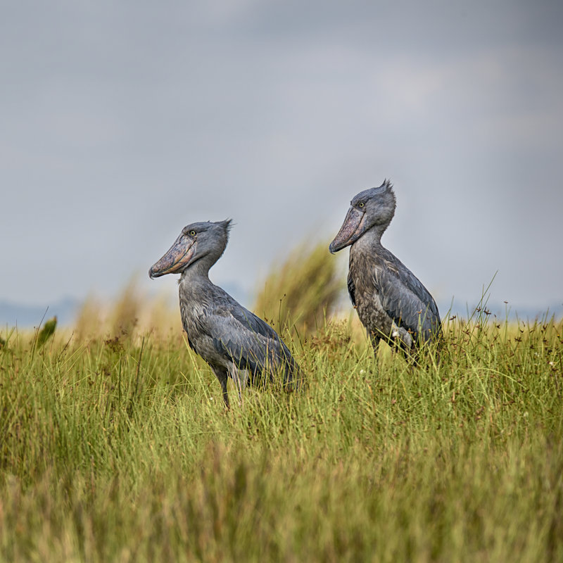 Pair Shoebill Birds by Guenterguni - Wrapped Canvas Print, 91cm H x 91cm W x 3.8cm D