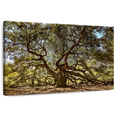 Chêne Harnek Johns Island