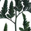 0,0625 plante