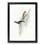 White-Shouldered Cuckooshrike by Elizabeth Gould - Framed Print-55612148-55612150