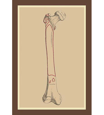 « the skeleton », reproduction d’art