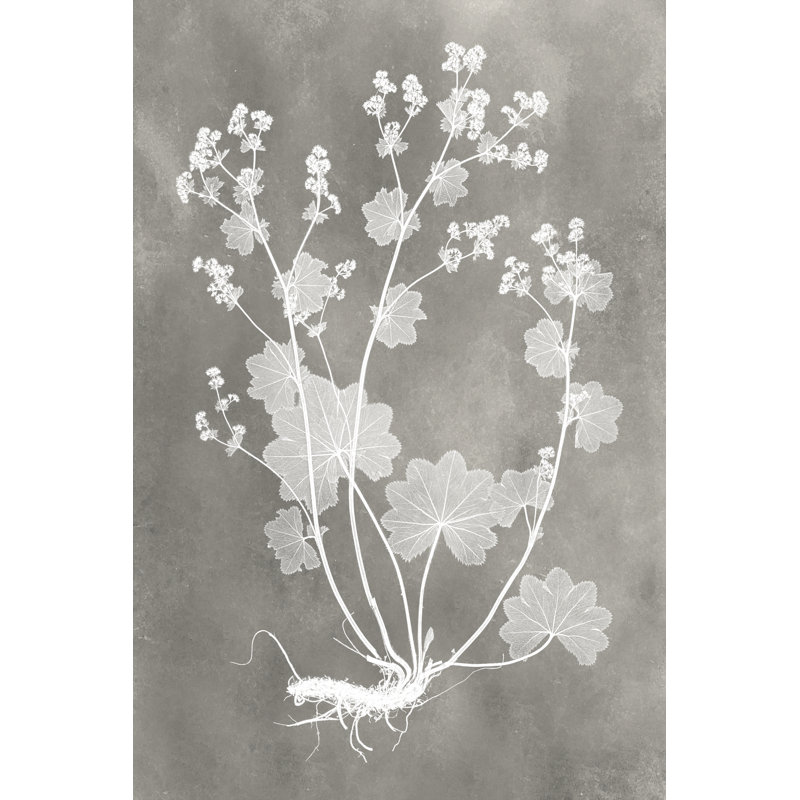 'Herbarium Study I' by Vision Studio - Painting Print, 91cm H x 61cm W, Wrapped Canvas