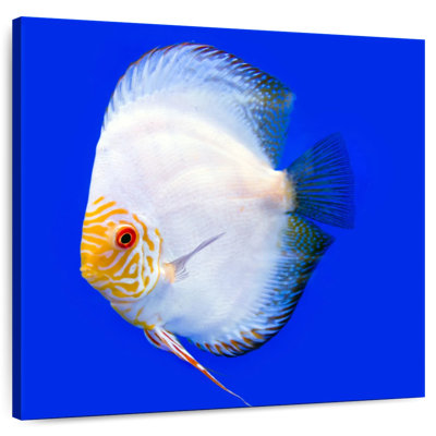 Brampt Pompadour Discus Fish