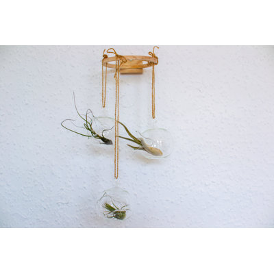 Clarine Wall Planter
