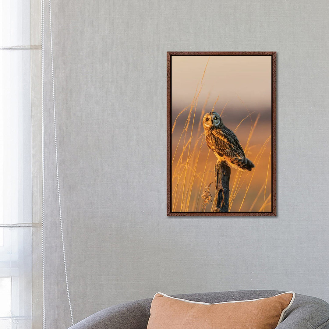 Short-Eared Owl Perched On Fence Post, Prairie Ridge State Natural Area, Marion County, Illinois. von Richard & Susan Da...