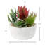 16.51cm Plant