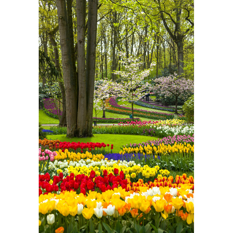 Le parc Keukenhof en Pays-Bas par Tomch, H 12 po x l 8 po