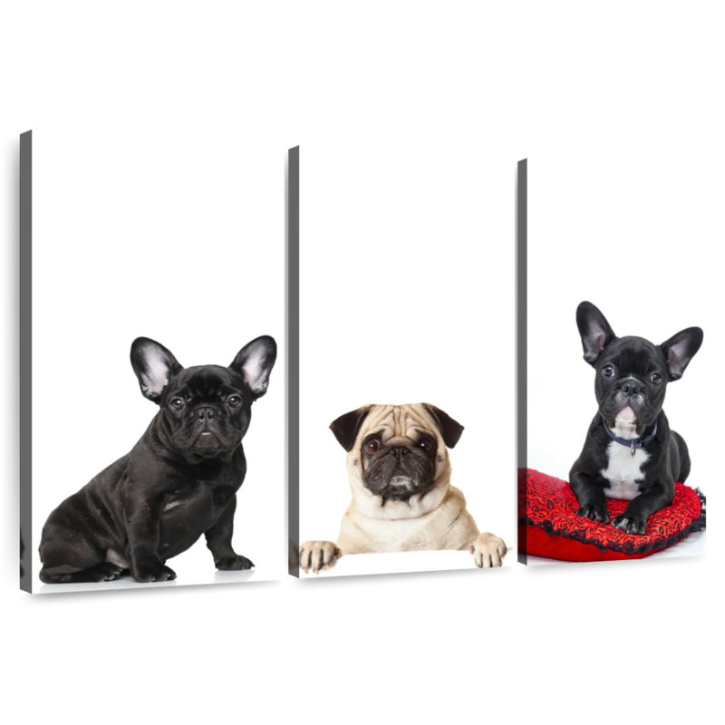 Bouledogue français et carlin, H 28 po x l 45 po