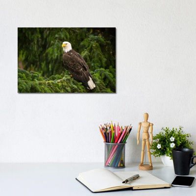 Bald Eagle, Alaska by Flip Nicklin - Wrapped Canvas Gallery-Wrapped Canvas Giclée