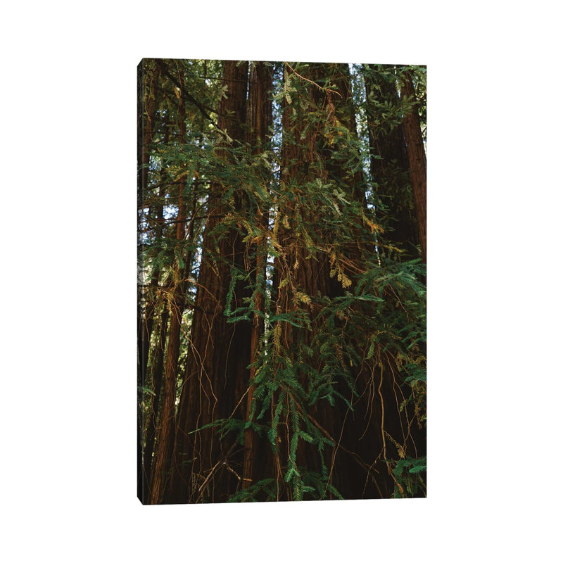 Redwood Forest V by Bethany Young - Print on Canvas, 66.04cm H x 45.72cm W x 3.81cm D, Wrapped Canvas
