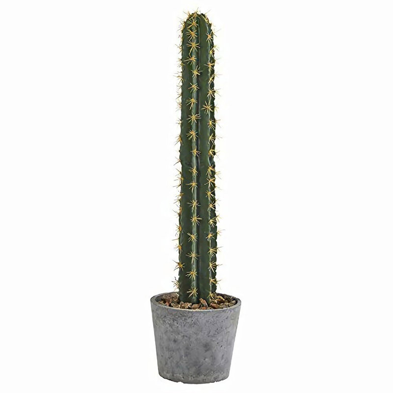 Cactus 41 po Primrue