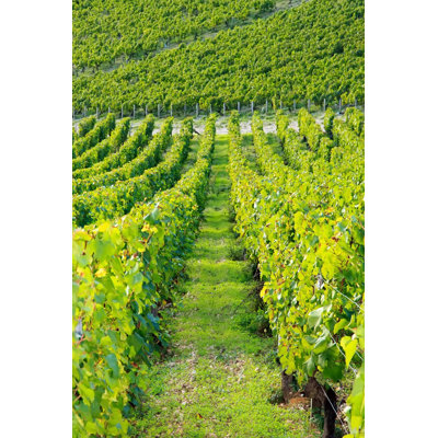 Vineyards, Burgundy France by Neko92vl - Wrapped Canvas Print
