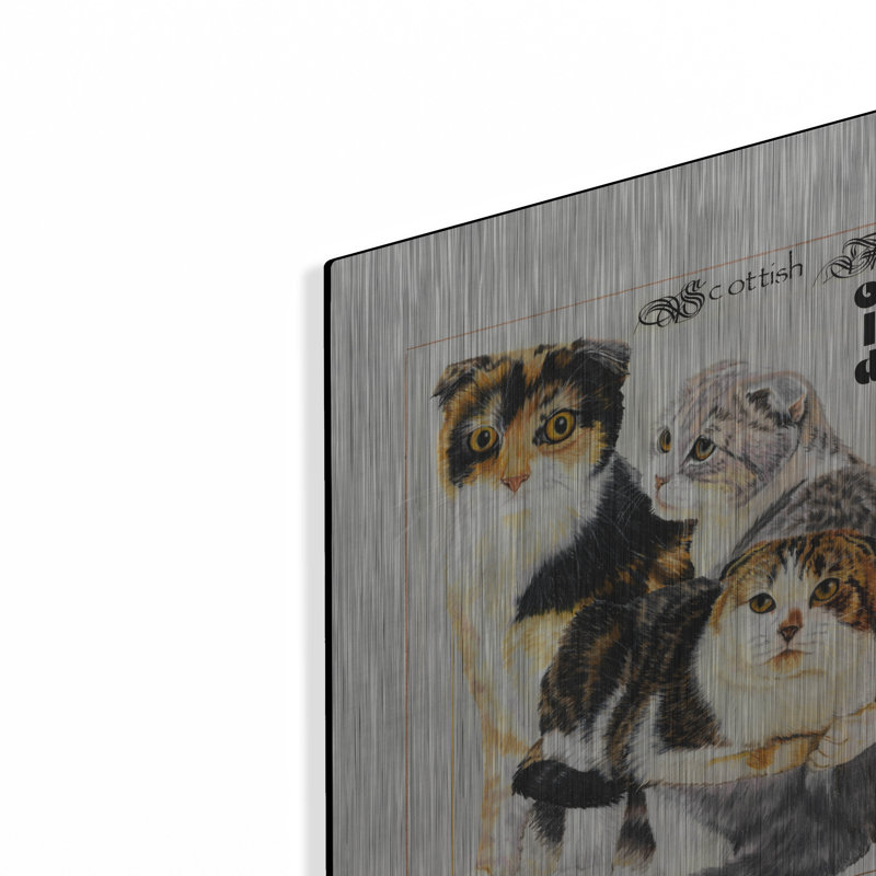 «Scottish Fold» par Barbara Keith, H 16 po x l 12 po