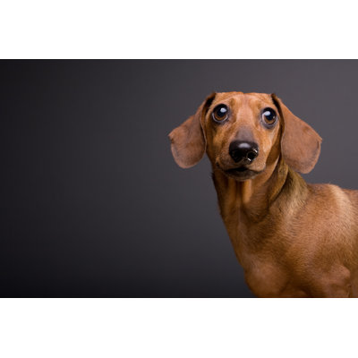 Cute Dachshund Dog - Wrapped Canvas Print