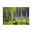 No Frame Print on Canvas-1143165871