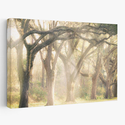 Cottage Americana et Modern Rustic Georgia Rays