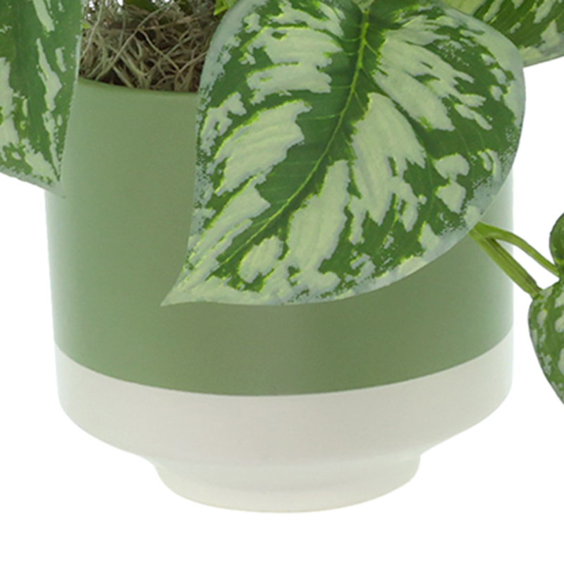 Scindapsus Bush in Ceramic Pot