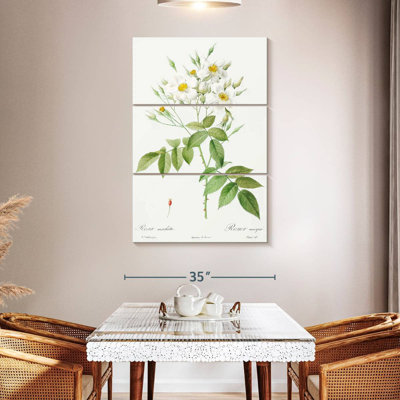 Musk Rose Rosa Moschata From Les Roses