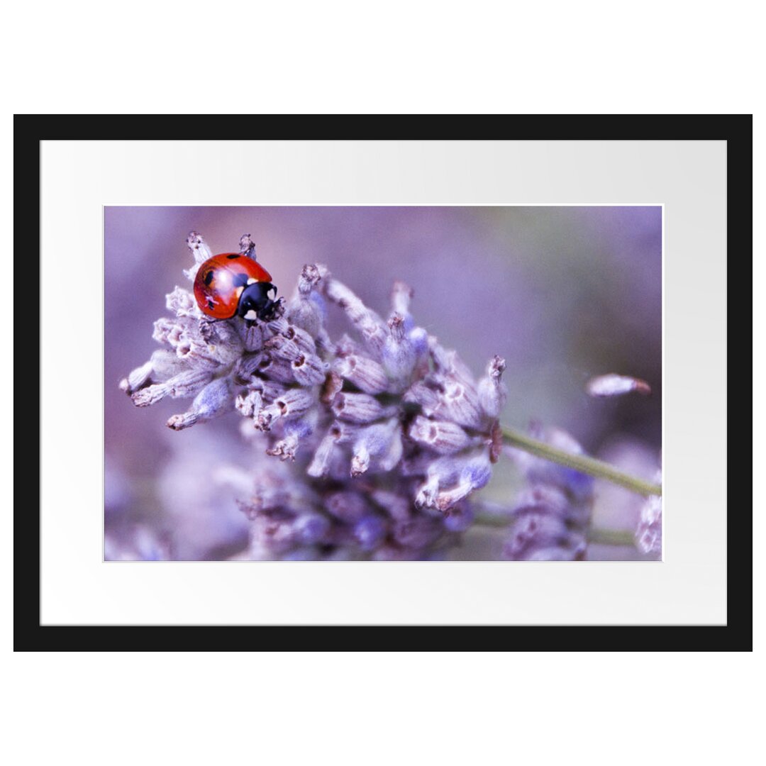 Gerahmtes Poster Kleiner Marienkäfer auf Lavendel