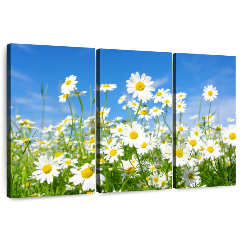 Alvord Daisies On A Sunny Day, H 24 po x l 38 po