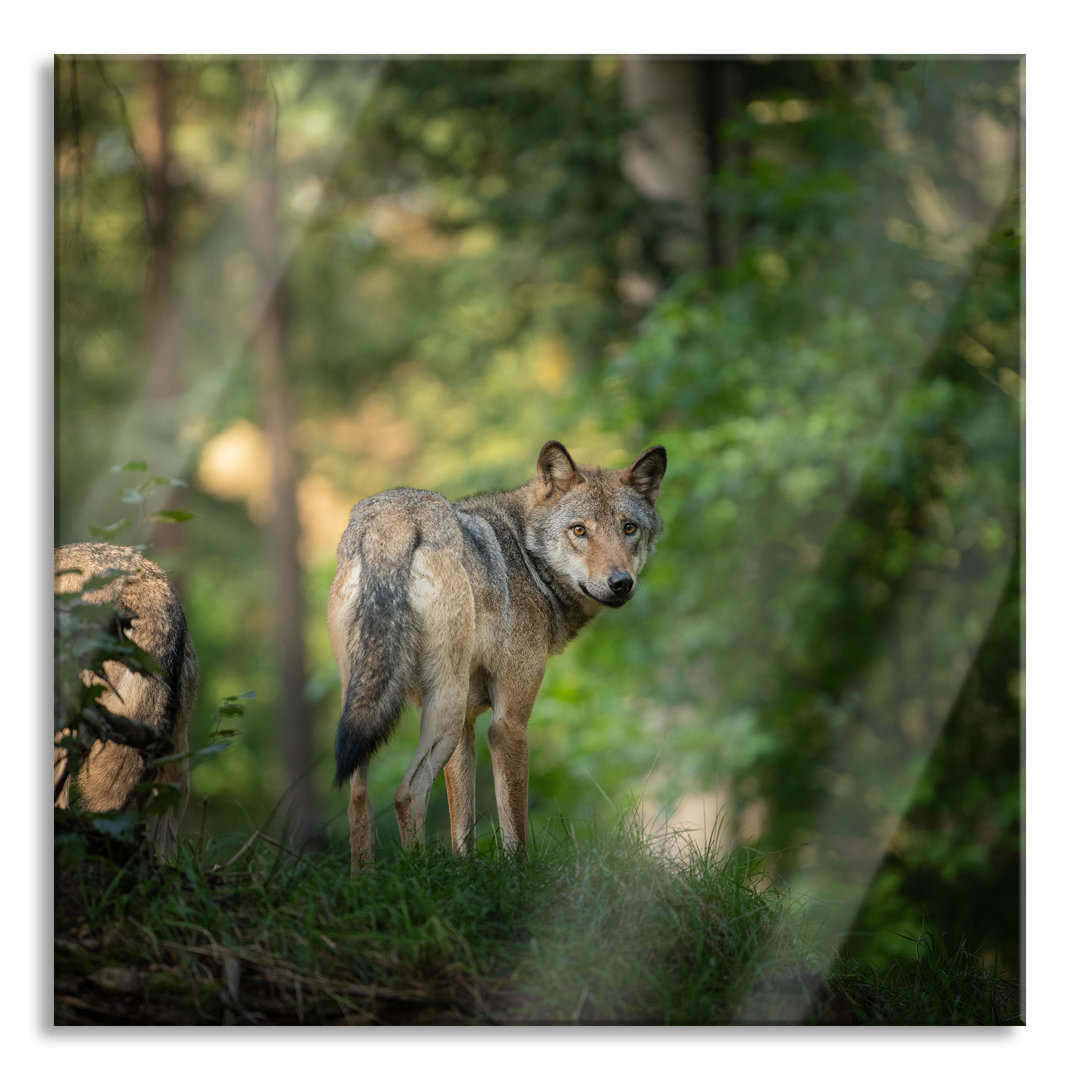 Glasbild Ängstlicher Wolf im Wald