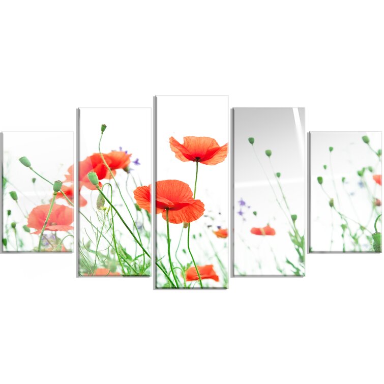 DesignArt Poppy Flowers On White Background On Canvas 5 Pieces Print ...