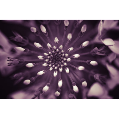 Abstract Wildflower by Xh4D