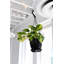 Live Brazil Philodendron Plant in Hanging Pot