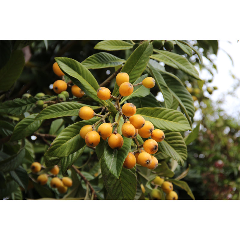 «Loquat Fruit on Tree» - Photographie sur toile tendue, H 8 po x l 12 po x P 1 po