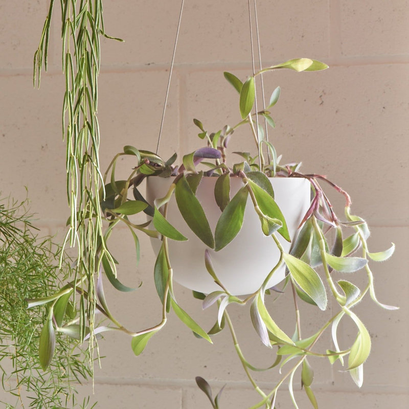 Stainless Steel Hanging Plant Pot, 5.9" H x 8.1" W x 8.1" D, Matt Cool Gray