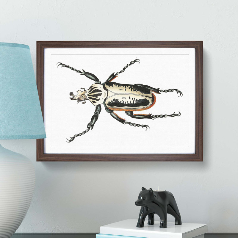 Goliath Beetle by George Shaw - Framed Print, 27cm H x 36cm W x 2cm D, Walnut Framed