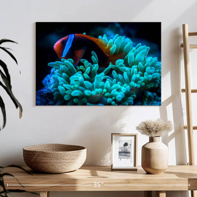 Brampt Tomato Clownfish