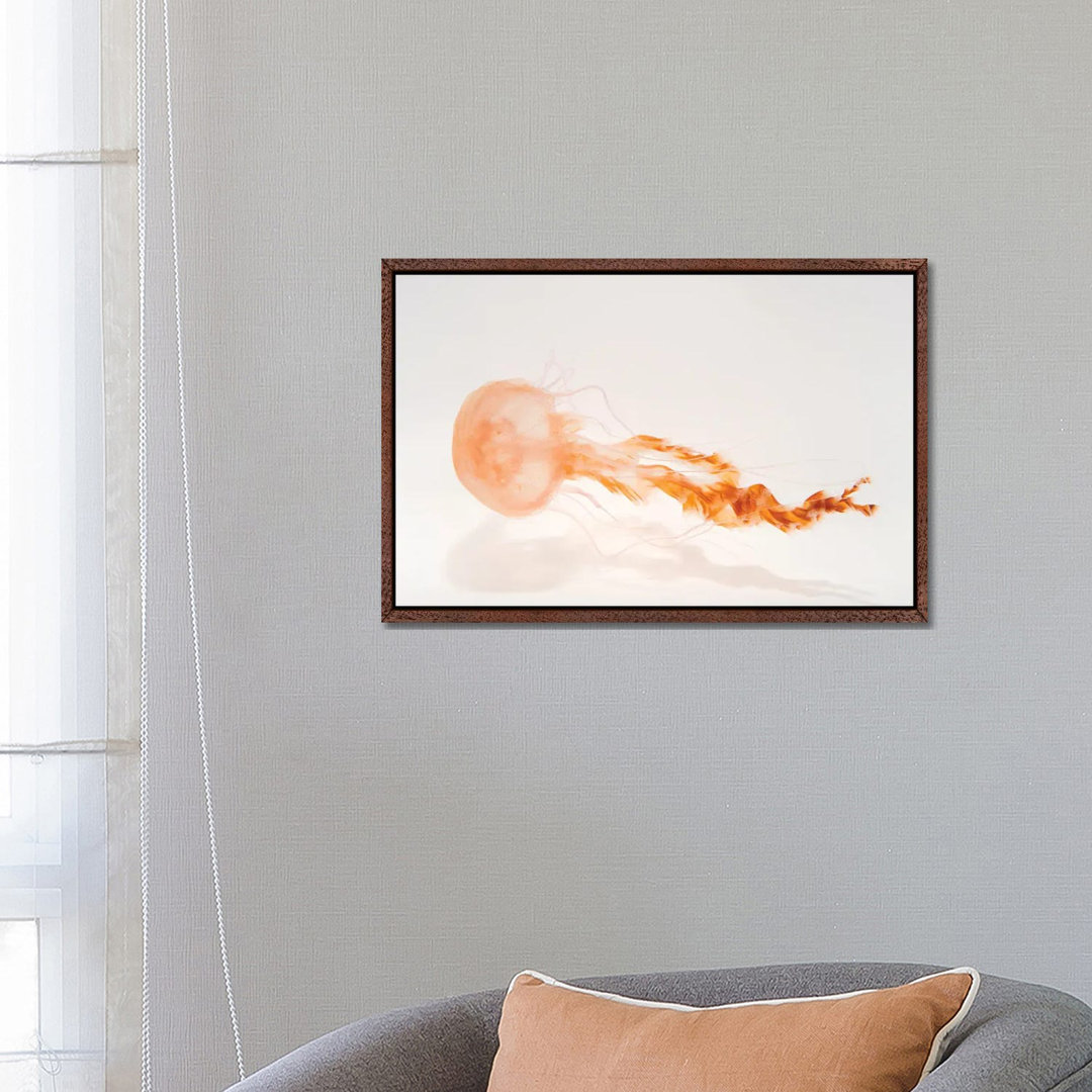 A Black Sea Nettle At The Monterey Bay Aquarium von Joel Sartore - Gallery-Wrapped Canvas Giclée