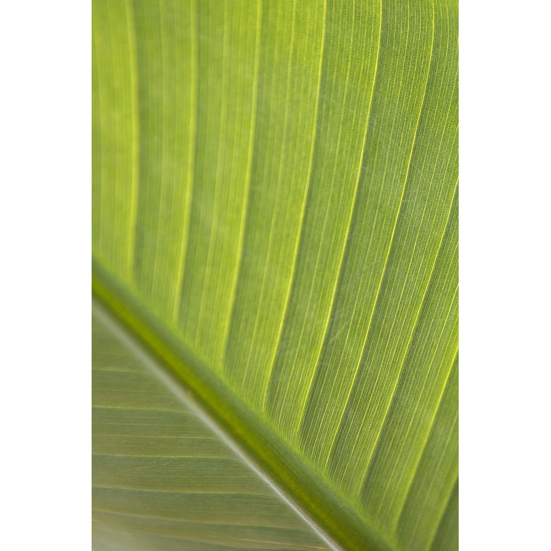 Verde Delicato Print by Karyn Millet, Glass Coat