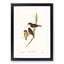 Dusky Robin by Elizabeth Gould - Picture Frame Painting Print-55547200-55547204