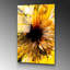 Boze Print on Glass