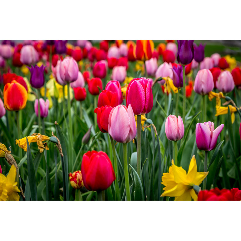 «Beautiful Tulips» par - Photographie sur toile tendue, H 8 po x l 12 po