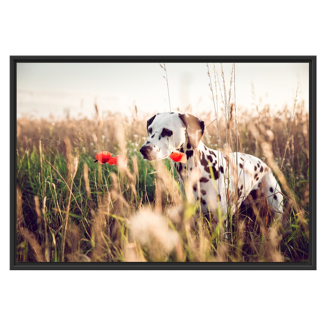 Gerahmtes Wandbild Neugieriger HundFeld